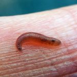 What Do Baby Leeches Look Like