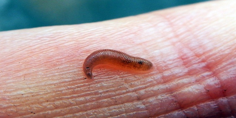 What Do Baby Leeches Look Like