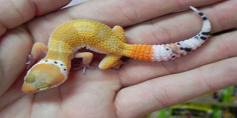 What Do Baby Leopard Geckos Eat?