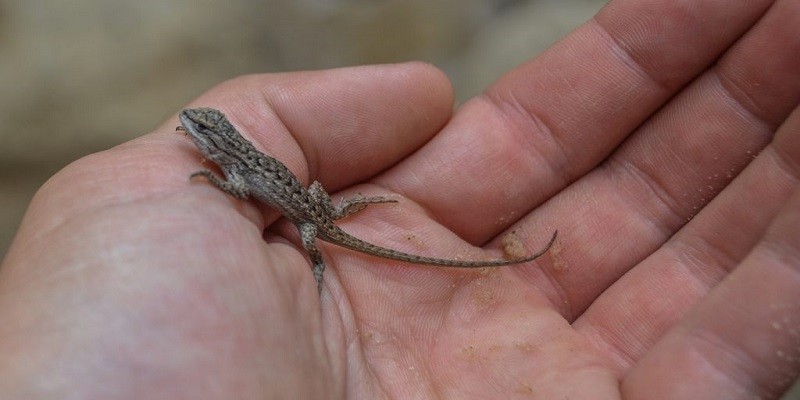 What Do Baby Lizards Eat