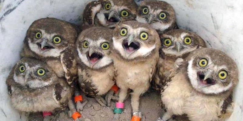 What Do Baby Owls Look Like