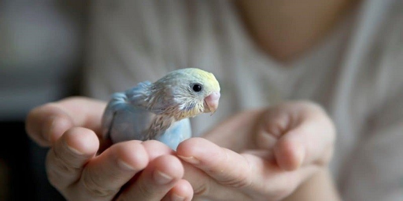 What Do Baby Parakeets Eat