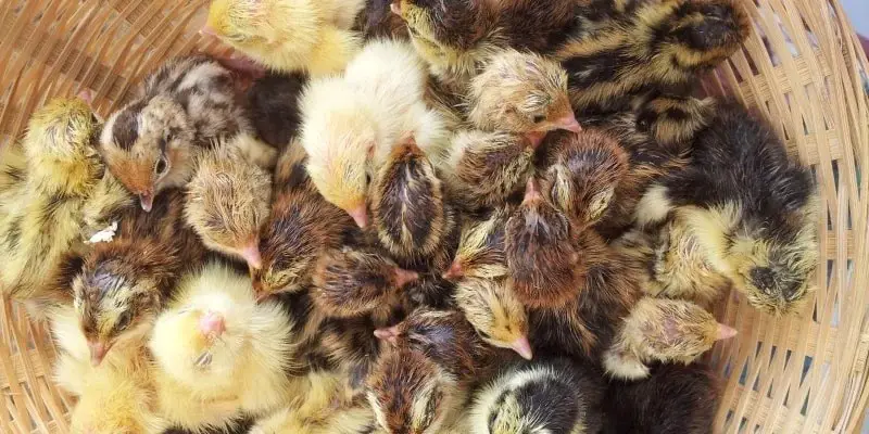 What Do Baby Quails Eat
