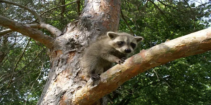 What Do Baby Raccoons Eat