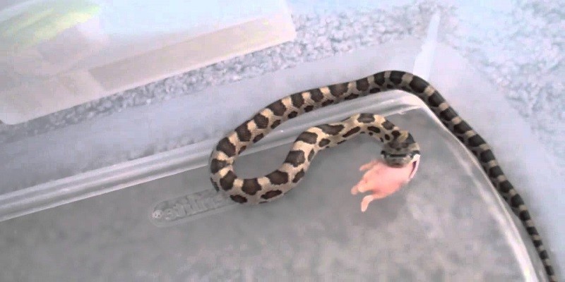 What Do Baby Rat Snakes Eat