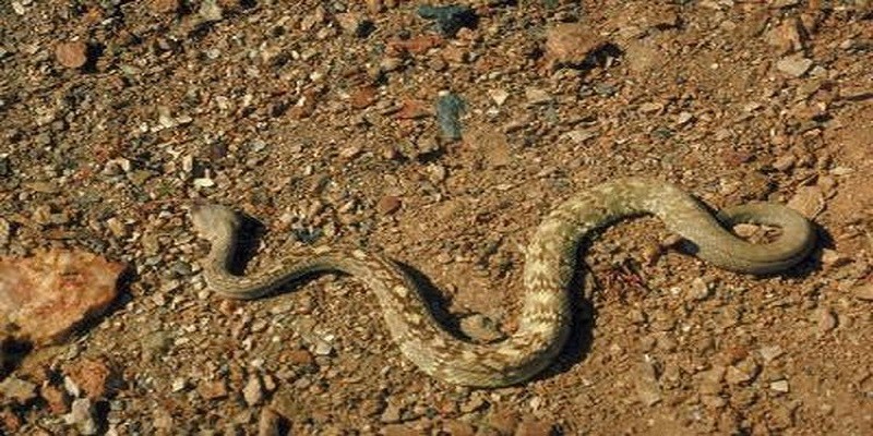 What Do Baby Rattlesnakes Eat