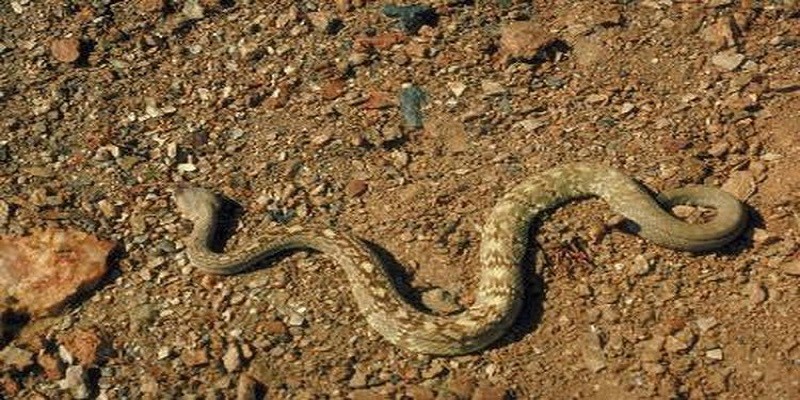 What Do Baby Rattlesnakes Eat