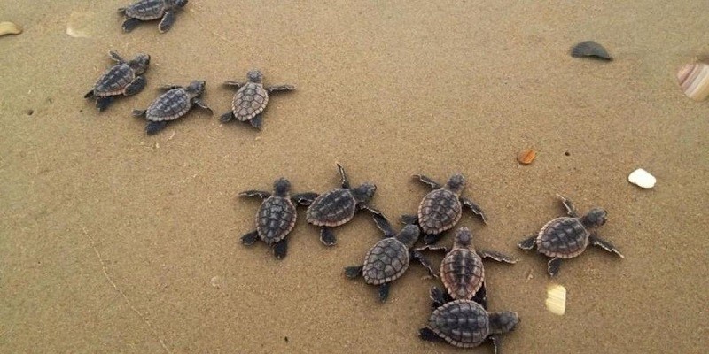 What Do Baby Sea Turtles Eat