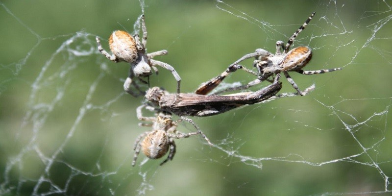 What Do Baby Spiders Eat