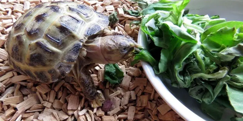 What Do Baby Tortoises Eat