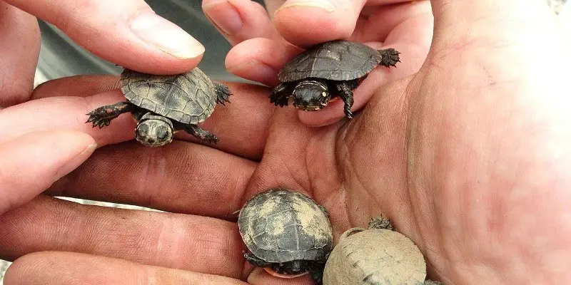 What Do Baby Water Turtles Eat