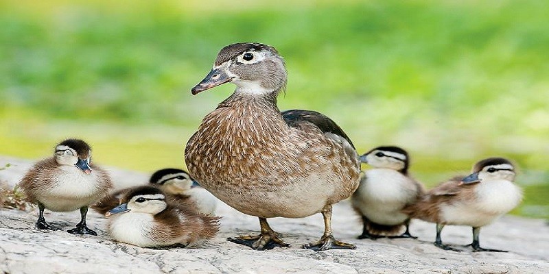 What Do Baby Wood Ducks Eat