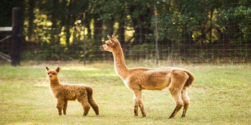 What Do You Call A Baby Alpaca