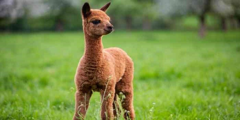 What Is A Baby Alpaca Called