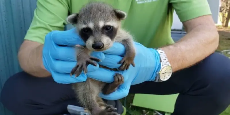 What To Do If You Find A Baby Raccoon