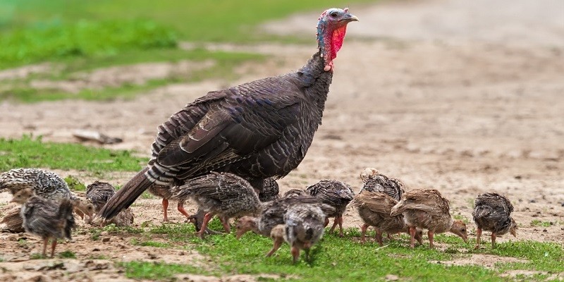 Where Do Baby Turkeys Sleep?