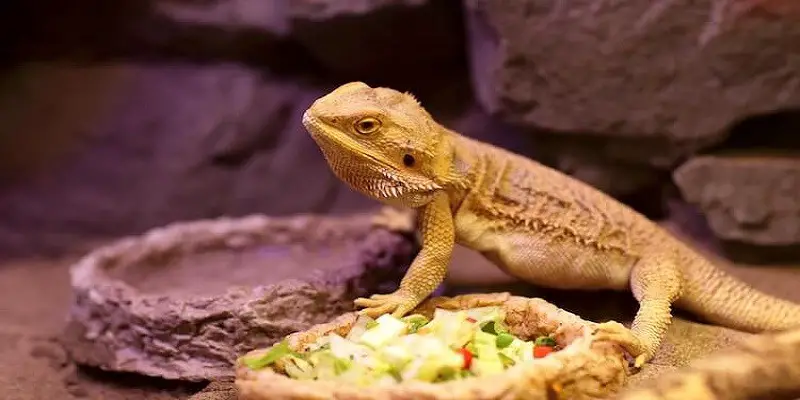 Why Is My Baby Bearded Dragon Not Eating