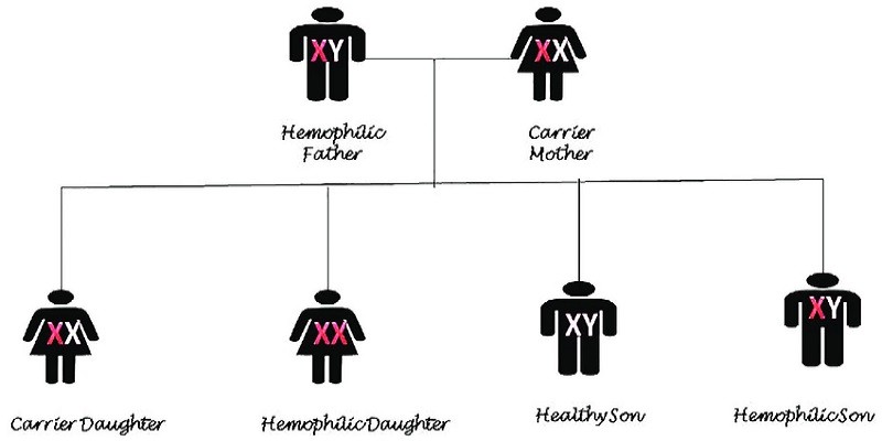 What Are The Possible Genotypes Of The Parents With Hemophilia