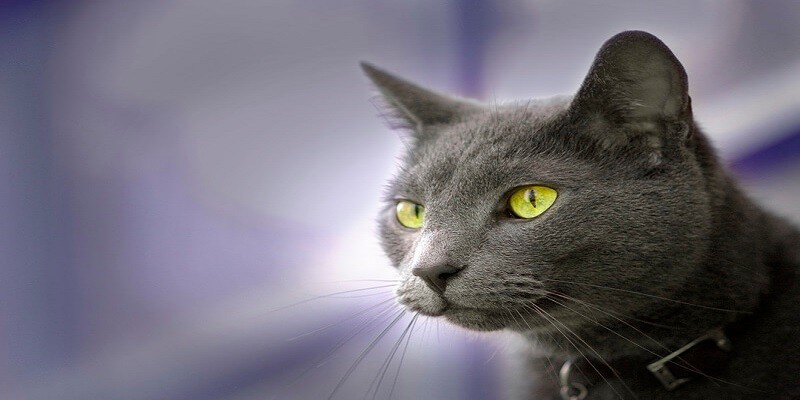 Are Russian Blue Cats Rare