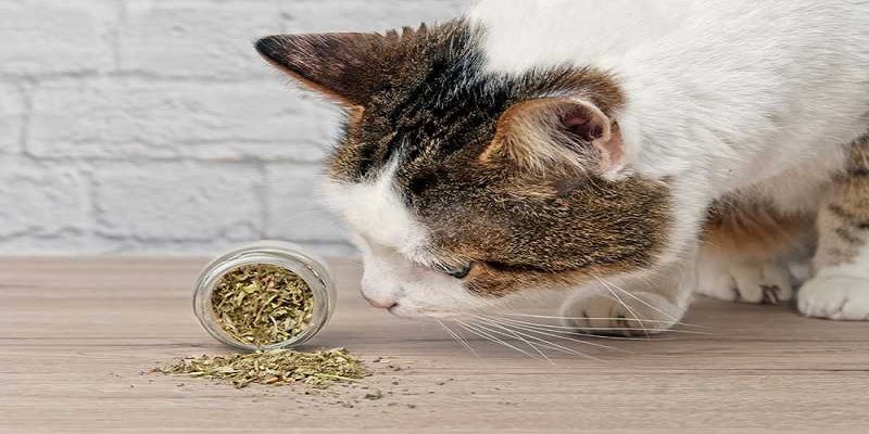 At What Age Can Cats Have Catnip