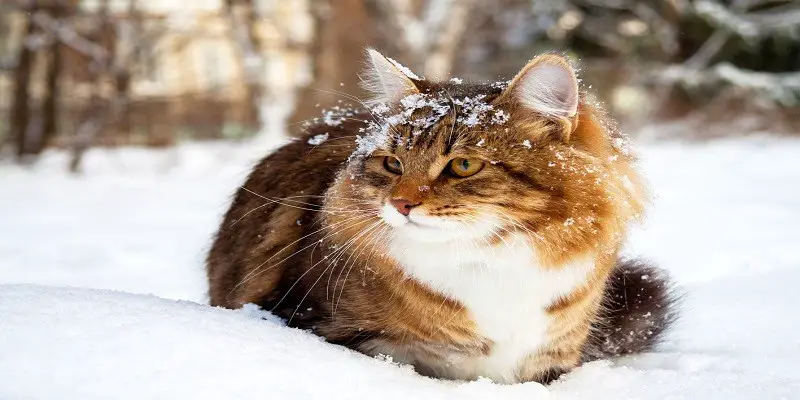At What Temperature Do Cats Get Cold