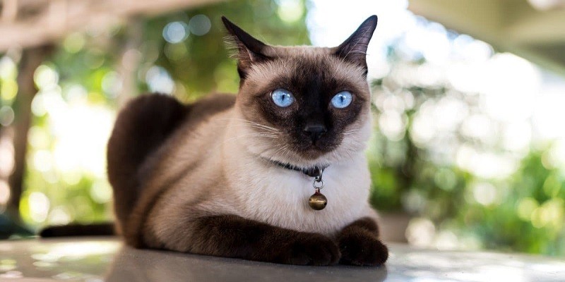 Average Lifespan Of A Siamese Cat