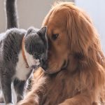 Can Cats And Dogs Communicate