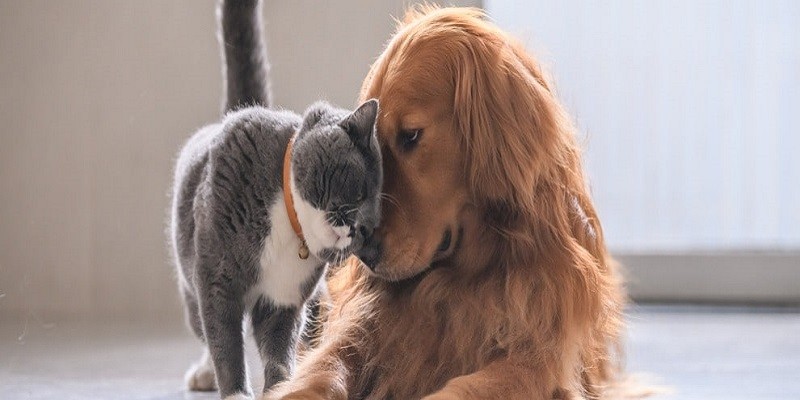 Can Cats And Dogs Communicate