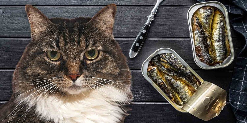 Can Cats Eat Canned Sardines