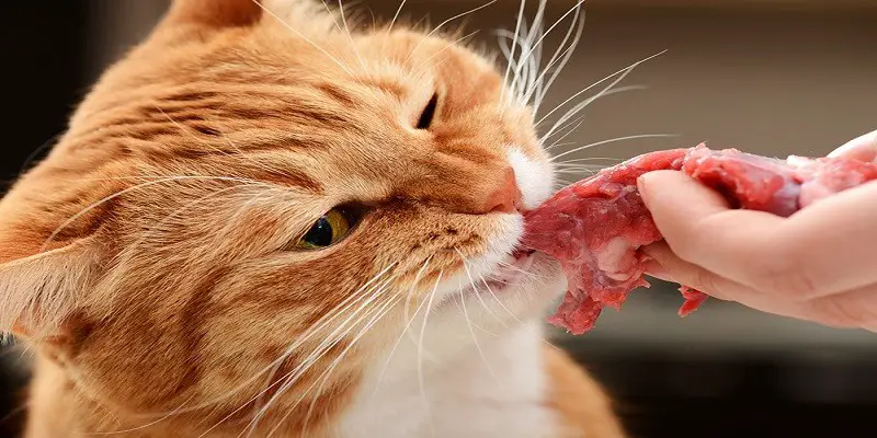 Can Cats Eat Deli Meat