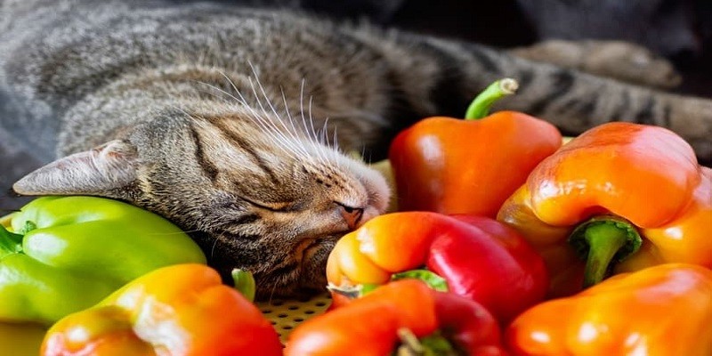 Can Cats Eat Pepper