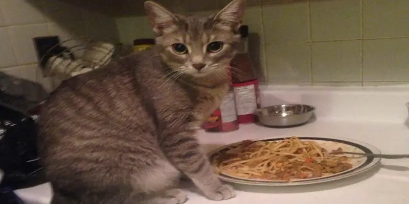 Can Cats Eat Ramen Noodles