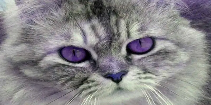 Can Cats Have Purple Eyes