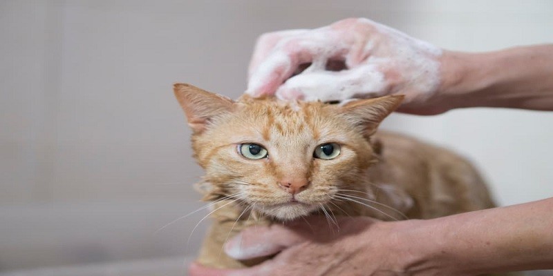 Can I Use Human Shampoo On My Cat