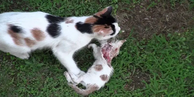 Do Cats Eat Their Kittens