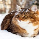 Do Cats Like Cold Weather