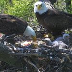 How Long Do Bald Eagles Stay With Their Parents