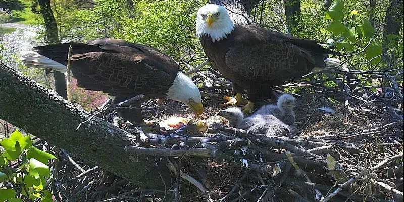 How Long Do Bald Eagles Stay With Their Parents