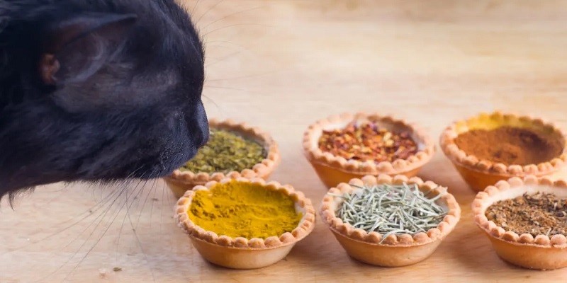 Is Turmeric Safe For Cats