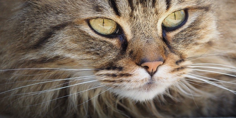 Should You Trim Cat Whiskers