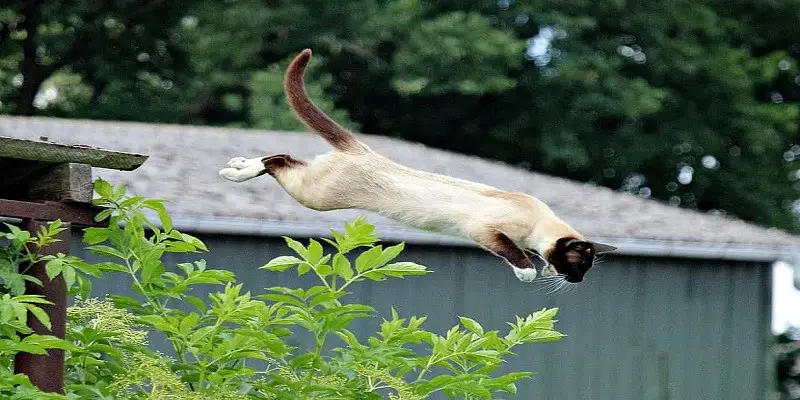 Why Can Cats Jump So High