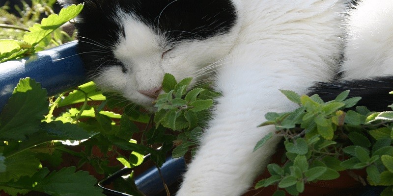 Why Do Cats Like Mint