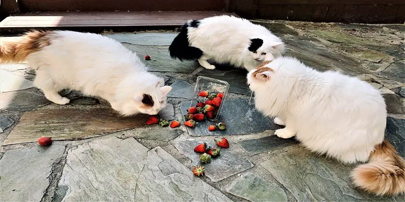 Why Do Cats Like Strawberries