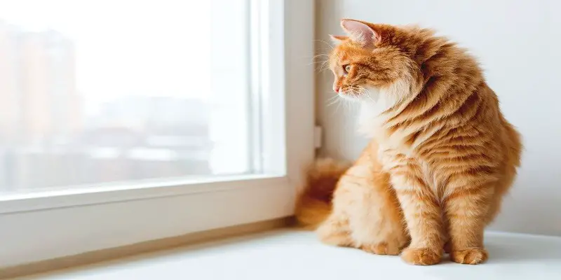 Why Do Cats Like Windows