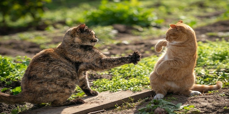 Why Do Cats Slap Each Other