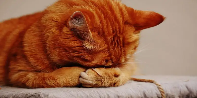 Why Do Cats Tilt Their Heads