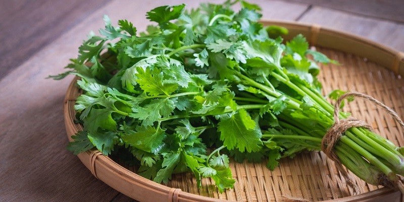 Can I Eat Cilantro While Pregnant