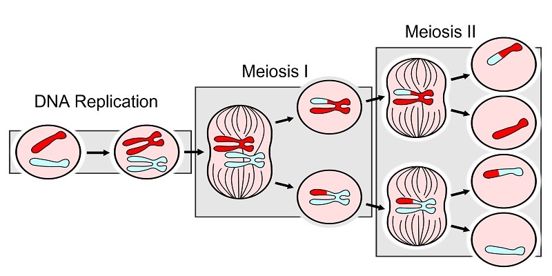 How Do Parents Get Different Versions In Their Gametes