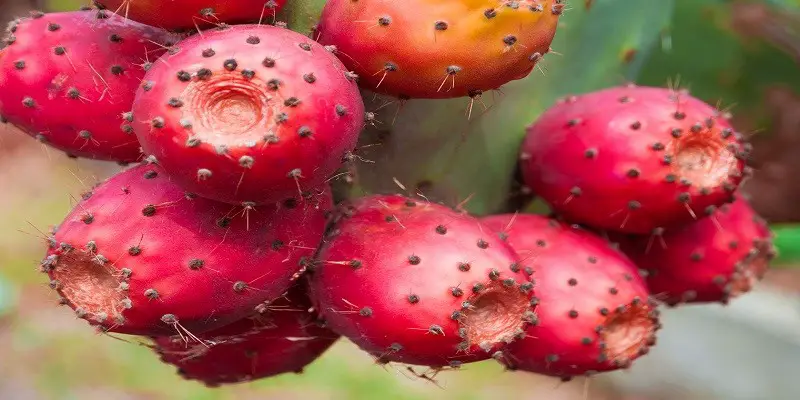 Can I Eat Cactus Fruit While Pregnant