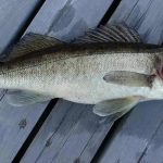 Can You Eat Walleye While Pregnant